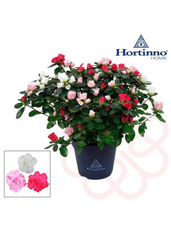 ZZ RHOD HORTINNO TRIO