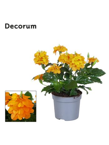 CROSSANDRA FORTUNA 13 CM DECORUM AKCIO