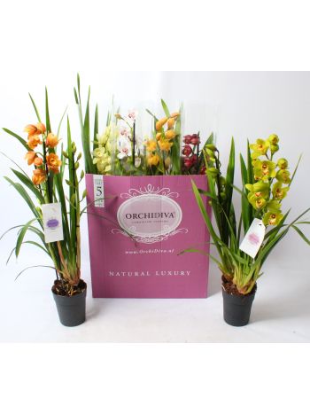 CYMBIDIUM GEM 2-3+
