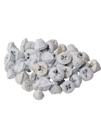 Eukaliptusz termés 15dkg/csom - Fehérített