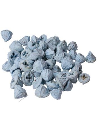 Eukaliptusz termés 15dkg/csom - Tengerkék