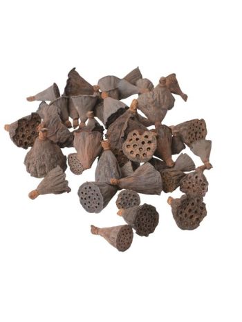 Mini lótusz 1-3cm- 50db/csom - Natúr