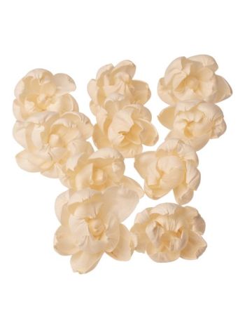 Shola peónia 10db - Fehér tea