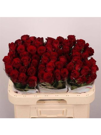 R GR RED BENTLEY 80CM