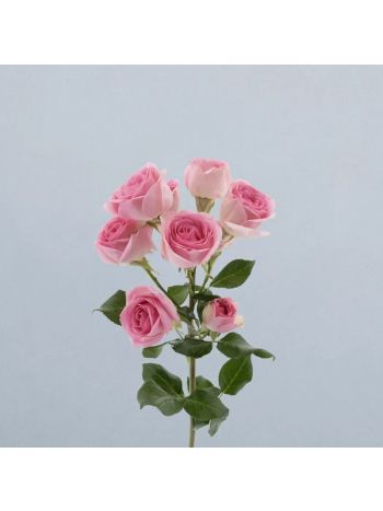 R  KB TR DINARA 60CM