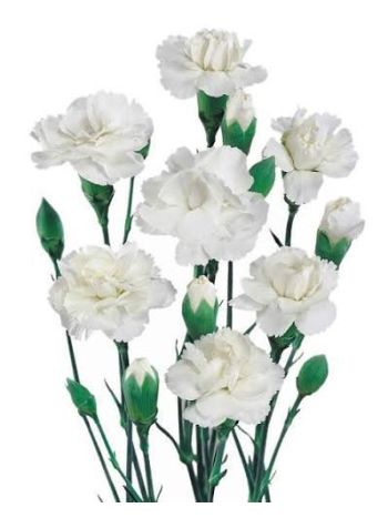DI TR WHITE