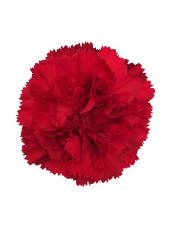 DI ST SELECT RED - LUI