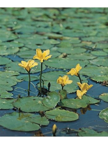 VIZI NYMPHOIDES PELTATA (BEKER)