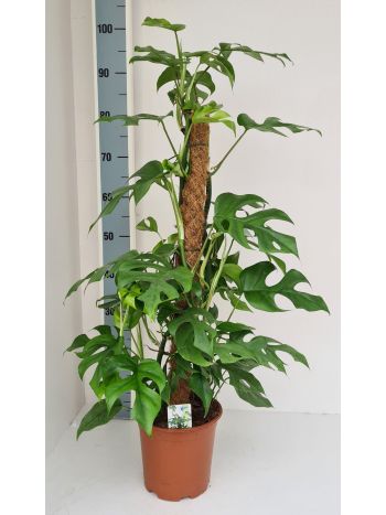 MONSTERA MINIMA MOSSTOK