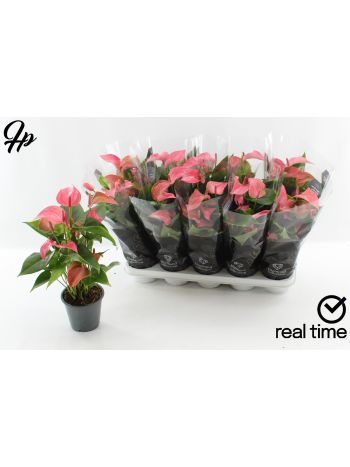 ANTHU FL ROMANTICO
