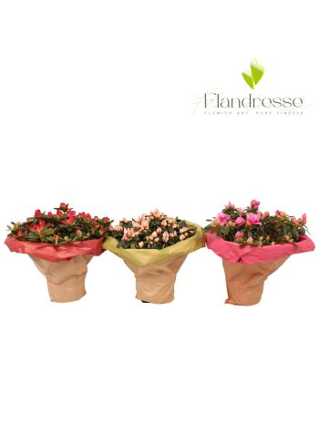 RHODO GEM BOUQUET
