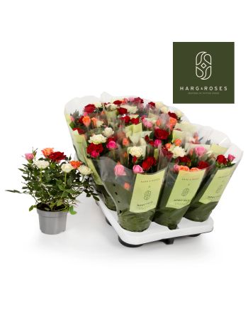 ZZ ROSA KORDANA QUATTROSE