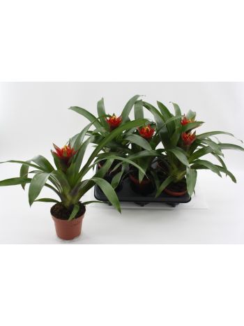 GUZMANIA PUNTA