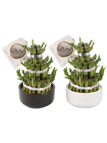 DRA LUCKY BAMBOO TÁL
