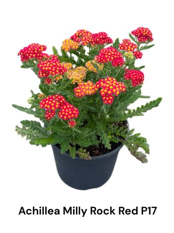 ACHI MILL ROCK RED AKCIO