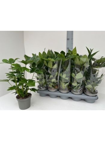 FATSIA