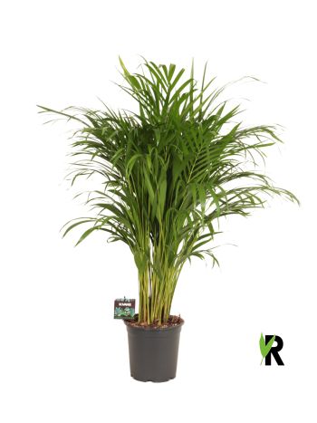 DYPSIS LUTESCENS