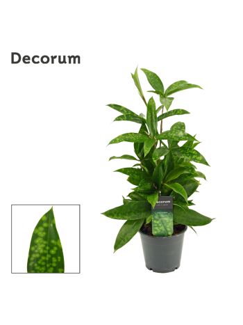 DRACAENA SURCULOSA