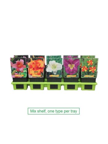 HEMEROCALLIS MIX