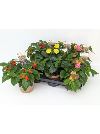 LANTANA CAMARA MIX T13 IM POTTBURRI TOPF