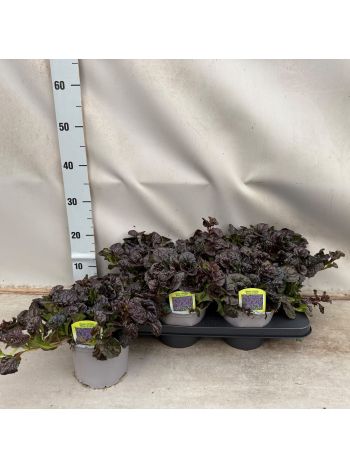 AJUGA REPTANS 'BLACK SCALLOP'