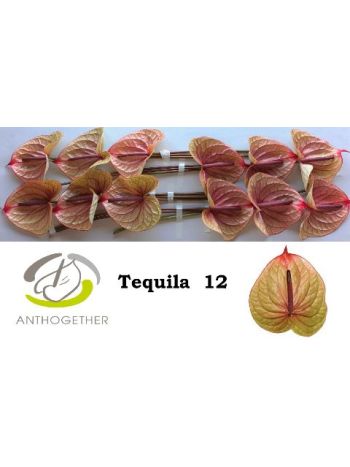 ANTH TEQUILA *12