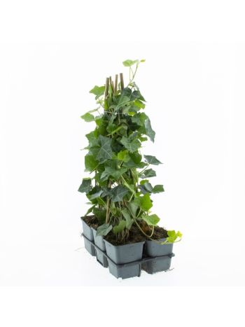 HEDERA HIBERNICA