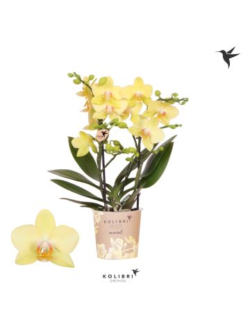 PHAL MF ALBENGA
