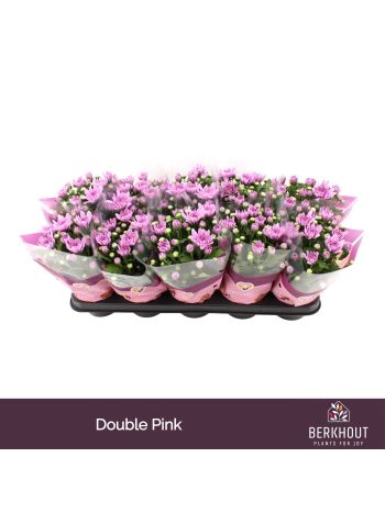 CHRYS DYNAMIC PINK AKCIO
