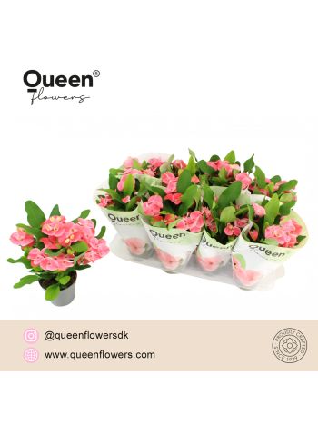 EUPHORBIA TIARA CHARLOTTE ROZE
