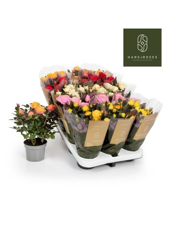 RO KORDAN GRANDE GEM *15