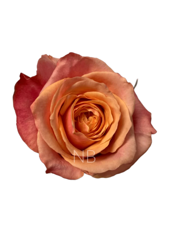 R EC4 CHERRY BRANDY
