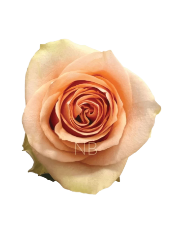 R EC7 NECTARINE