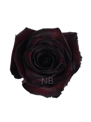 R EC OV KLB  - BLACK JACK