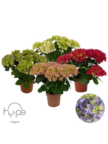 ZZ HYDR MIX  MOPHEAD