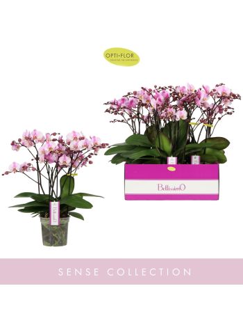 ZZ PHAL BELLISSIMO ANGELO