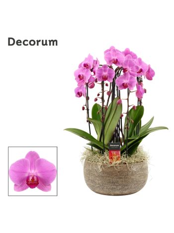 PHAL SYMP MIX CASCADE 6 ÁG PINK