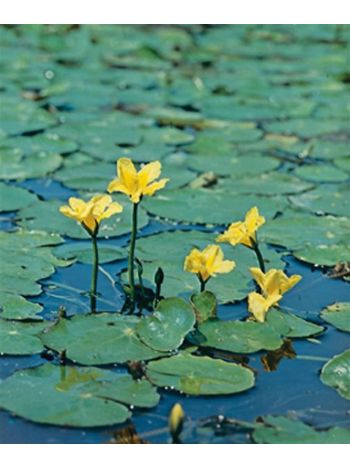 VIZI NYMPHOIDES PELTATA