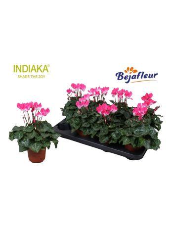 CYCL INDIAKA PINK