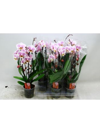 PHAL 2 ÁG CASCADE RSZ CIRMOS