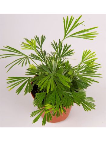 ACTINIOPTERIS AUSTRALIS