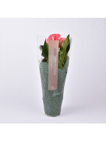 ZZ ANTH MAINE JUST PERFECT