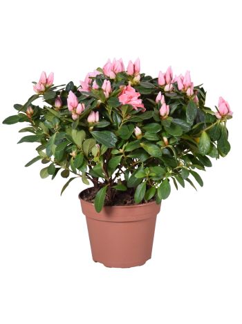 RHODO THESLA LIGHT PINK