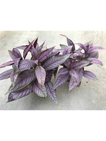 STROBILANTHES DYERIANA