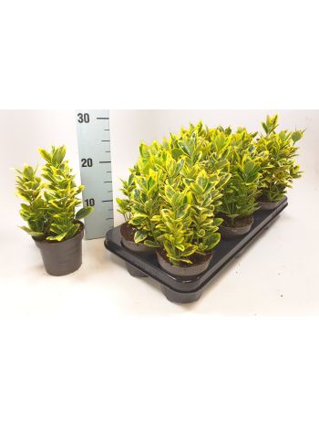 EUONYMUS JAP MARIEKE