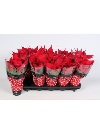 EUPHOR P CHR FEELING