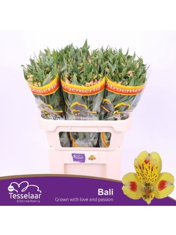 ALSTR BALI