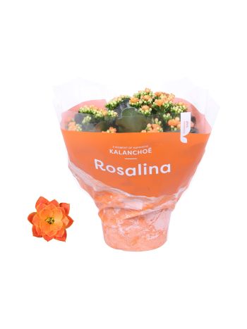 ZZ KAL ROSALIE DON PEDRO