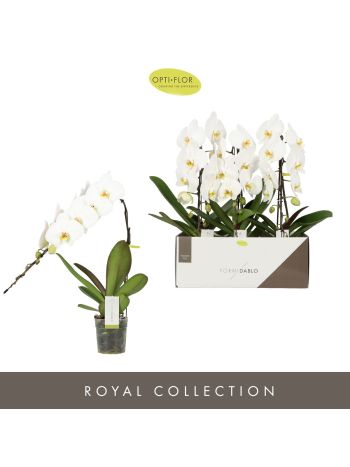 ZZ PHAL FORMIDABLO NIAGARA FALLS