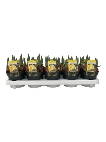 ZZ TULP GEEL GRANNY KIKOMACHI